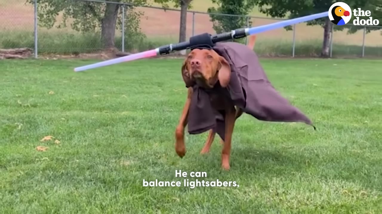 A brown dog wearing a brown Jedi-like robe balances a double-sided toy lightsaber on its head while walking on a grassy lawn.