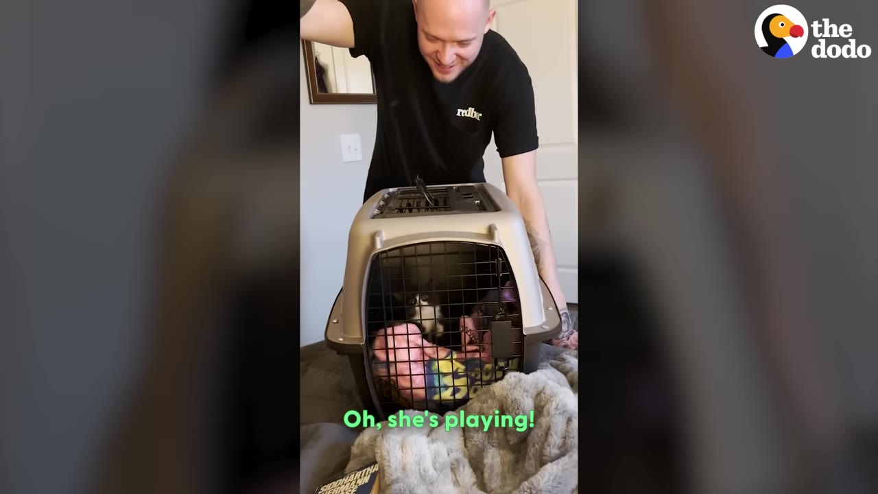A man smiles as he dangles a string above a pet carrier, where a small black-and-white kitten inside looks up to play, with the caption 'Oh, she's playing!' displayed at the bottom.