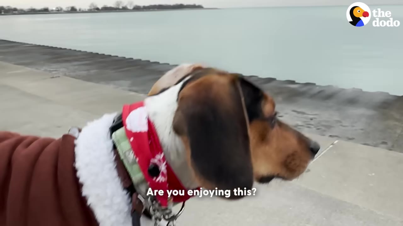 A brown, black, and white dog wearing a red festive collar walks along a concrete path next to a body of water.