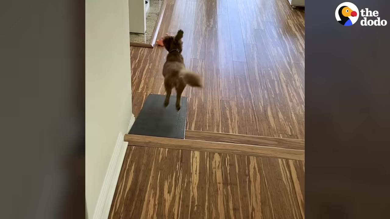 A small brown dog jumping over a small black ramp placed on a wooden floor.