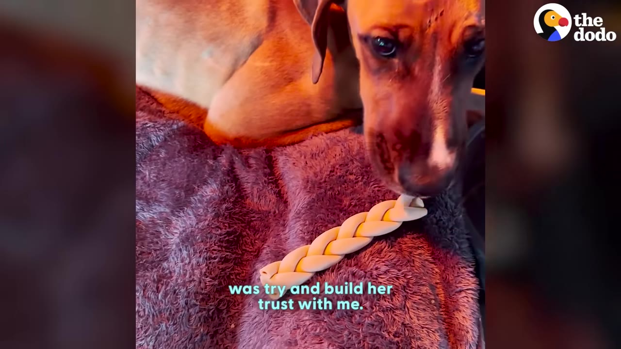 A brown dog with sad eyes lies on a blanket, sniffing a braided treat.