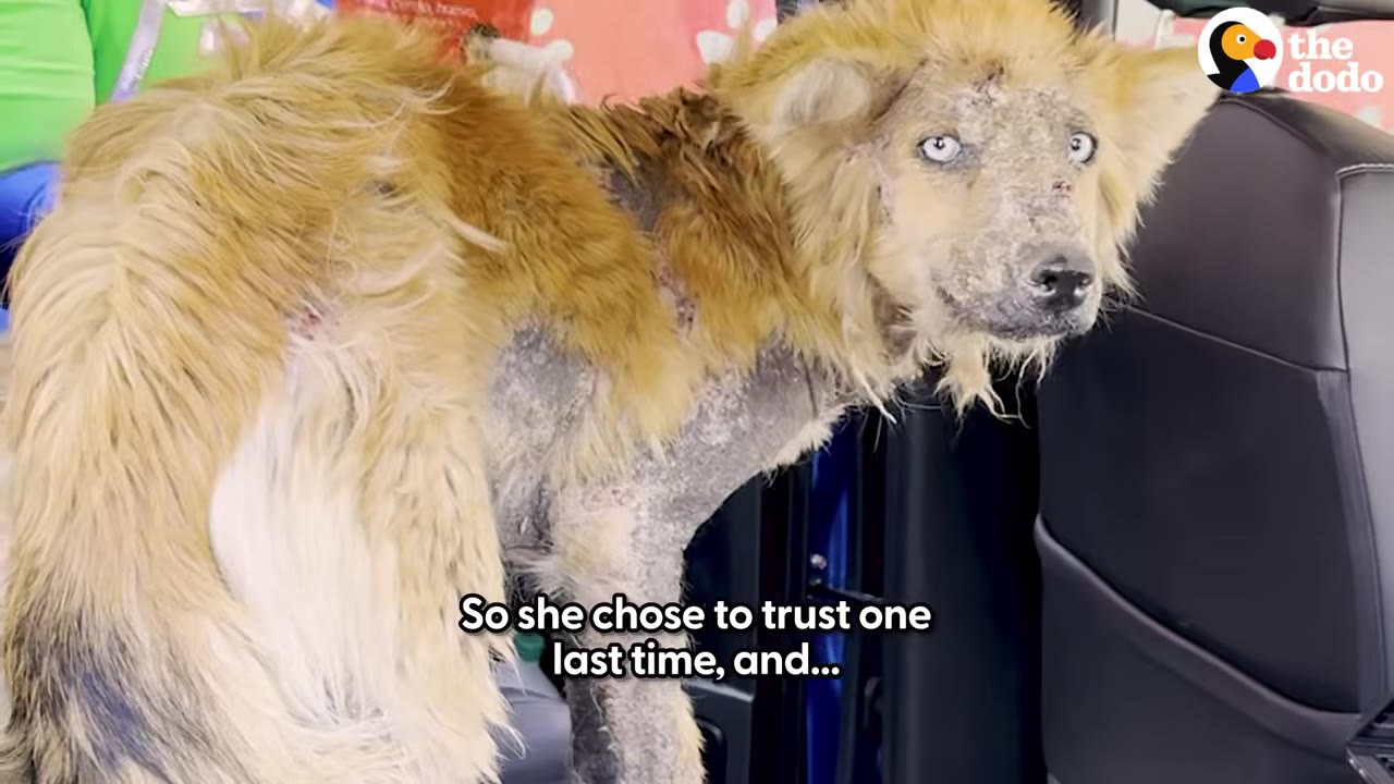 A scruffy, light brown dog with blue eyes and patchy fur stands inside a car, looking back over its shoulder toward the camera.