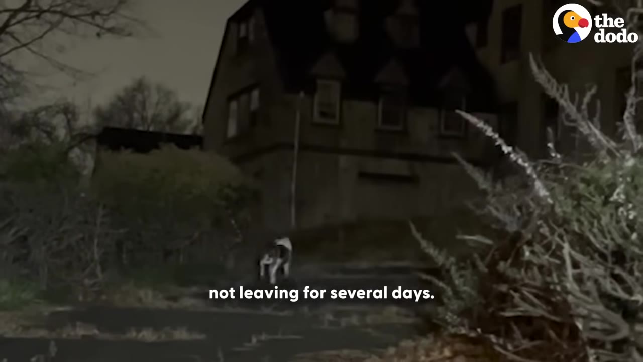 A dog stands in the overgrown yard of a large, dark, empty house at night.