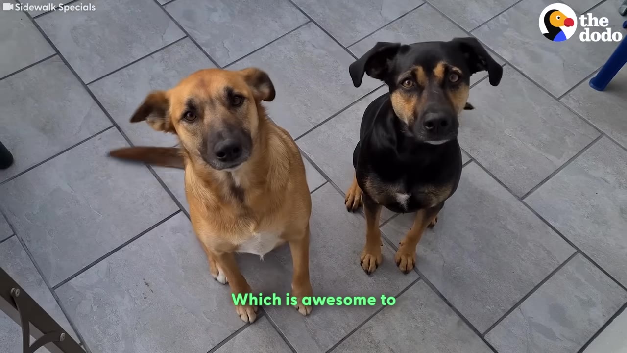A light brown dog and a black and tan dog sit side-by-side on a tiled patio, looking up at the camera.