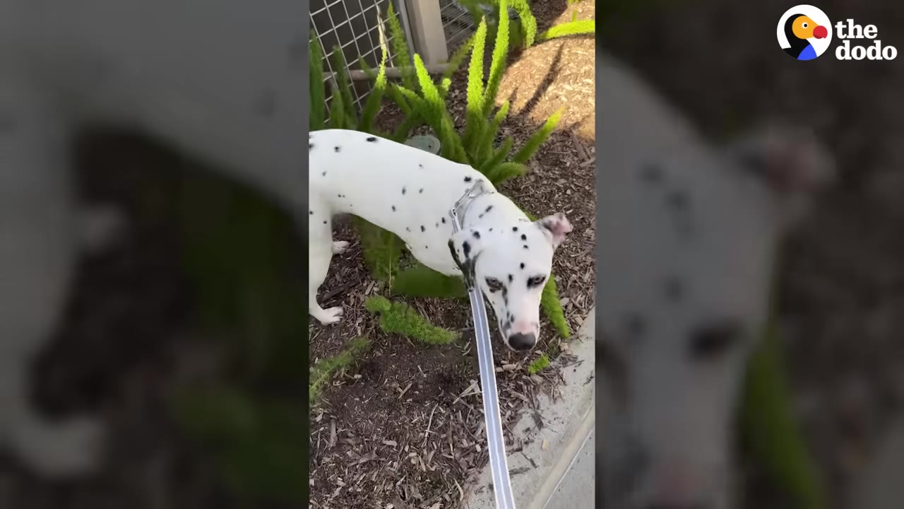 A Dalmatian dog on a leash stands outdoors near green plants, looking towards the camera.