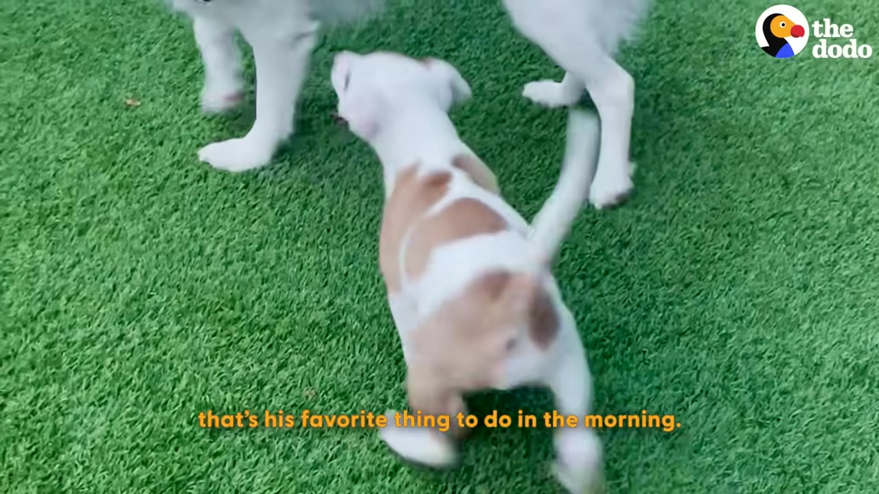 A small brown and white puppy runs on green artificial turf towards a larger white dog, with yellow caption text reading 'that's his favorite thing to do in the morning.'