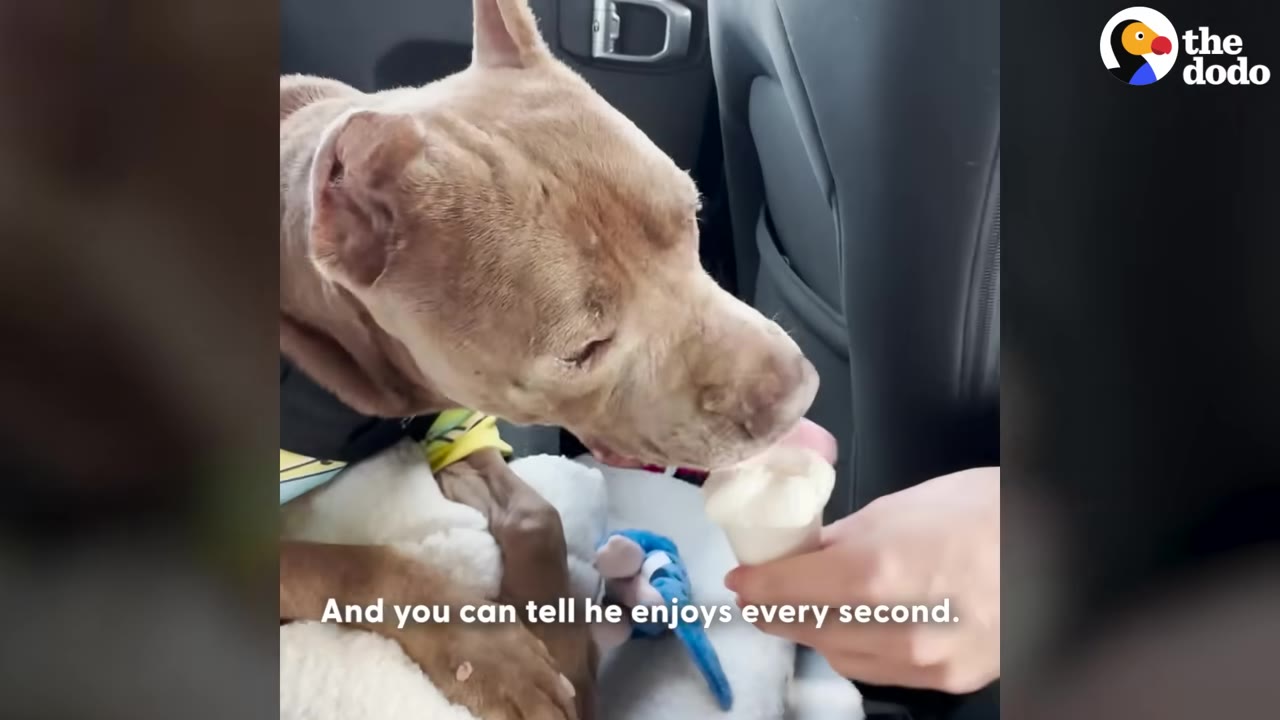 A tan pit bull in the back seat of a car licks a small white pup cup held by a person's hand.