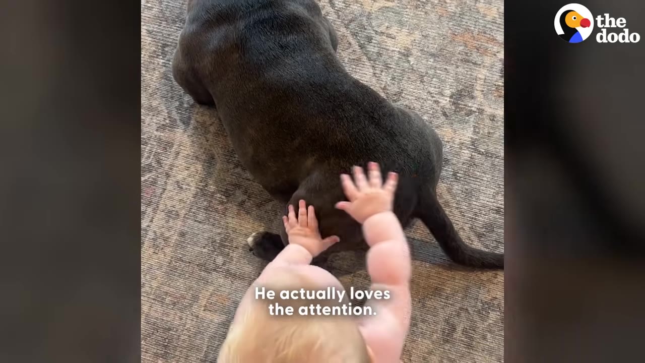 An overhead view of a baby crawling on a patterned rug, reaching out with both hands to touch a dark grey dog lying down.
