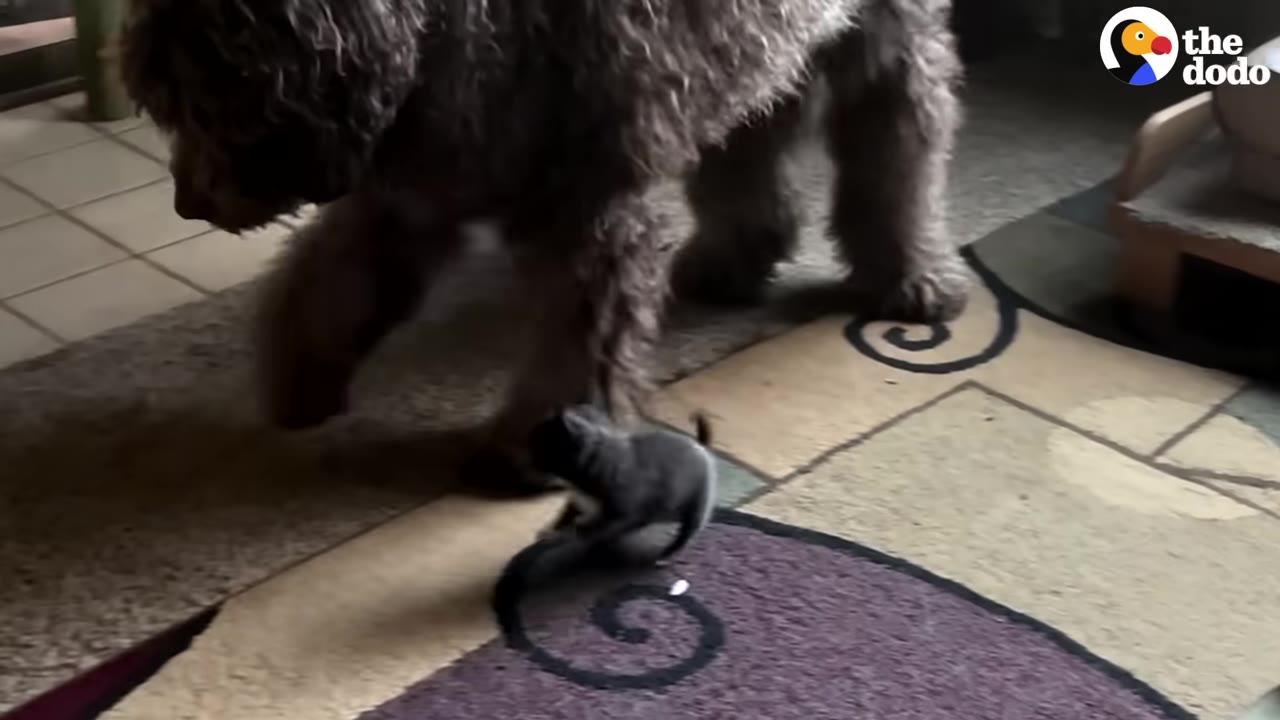 A tiny grey kitten walks on a patterned rug next to the legs of a large, fluffy brown dog.