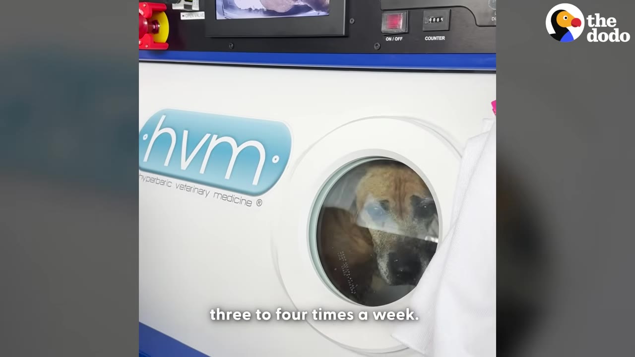 A tan dog looks out of the circular window of a white hyperbaric veterinary medicine chamber.