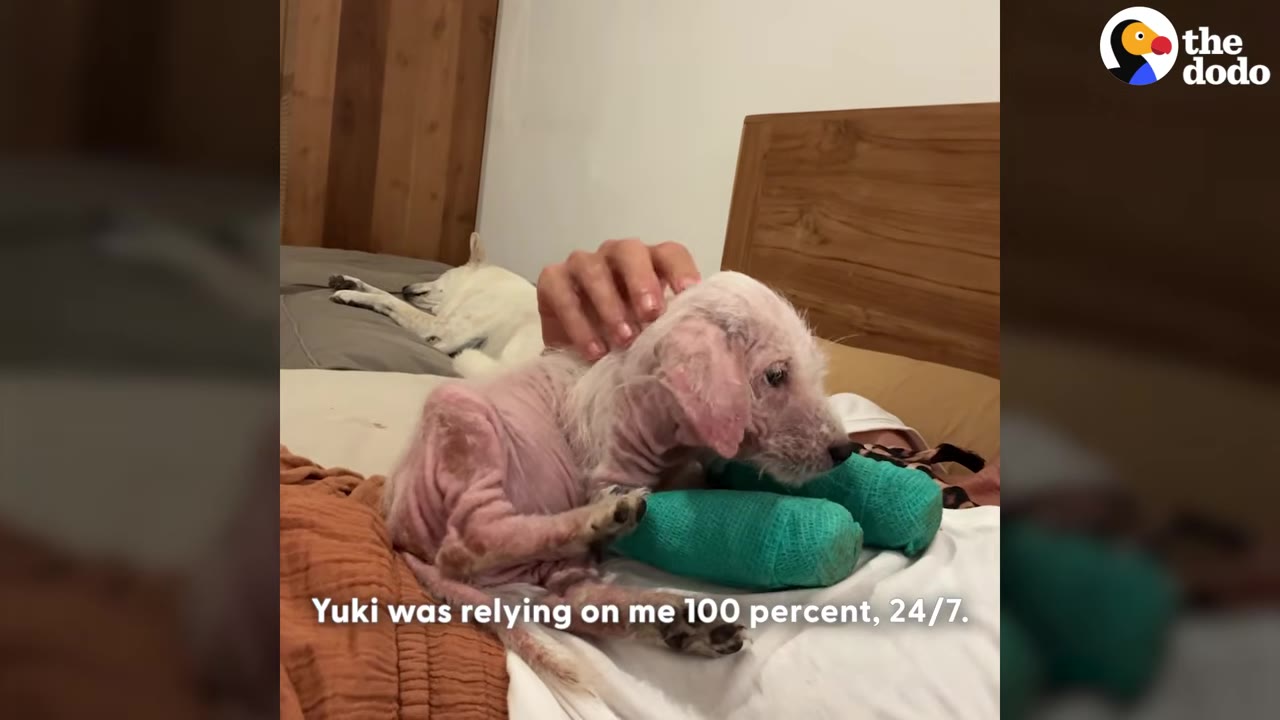 A small, hairless puppy with green bandages on its front legs lies on a bed while a person's hand gently pets its head.