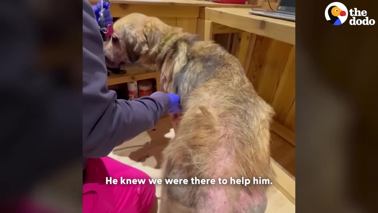 A veterinary worker wearing blue gloves examines a dog with severe hair loss on its back.