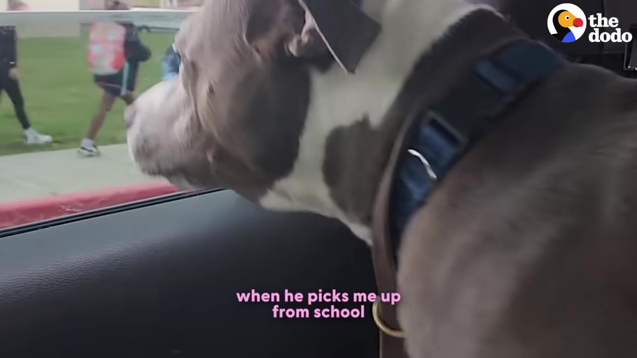 A gray and white pit bull wearing a blue collar looks out of a car window at children walking on a sidewalk near a school.