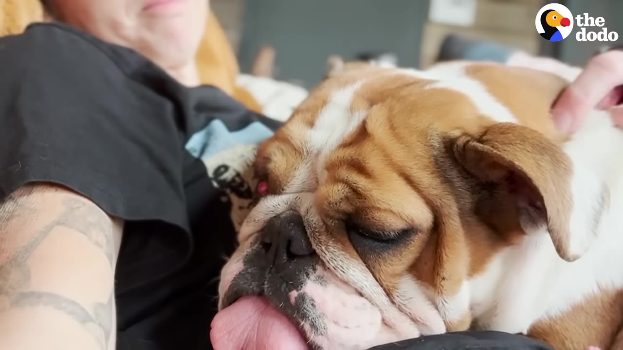 A close-up shot of a brown and white English bulldog resting its head on a person's lap while being gently petted.