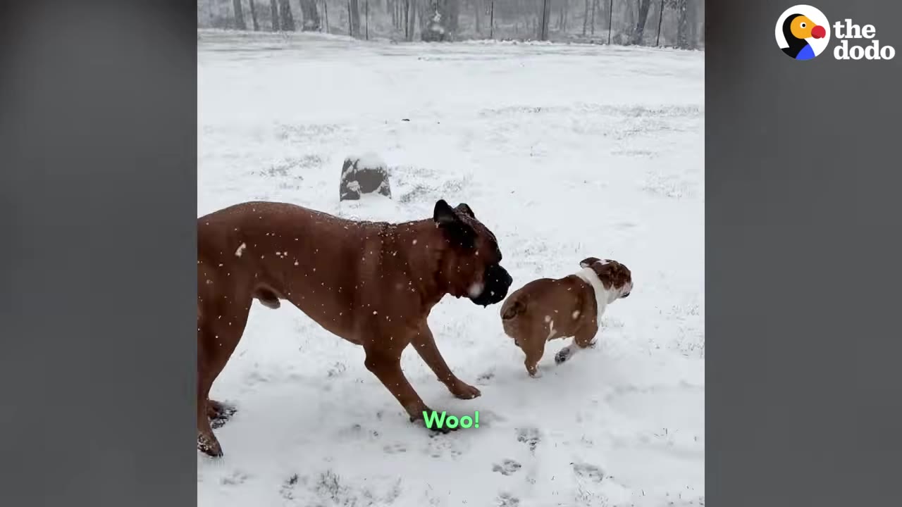 A large brown dog and a small brown and white bulldog interact outside in the snow.