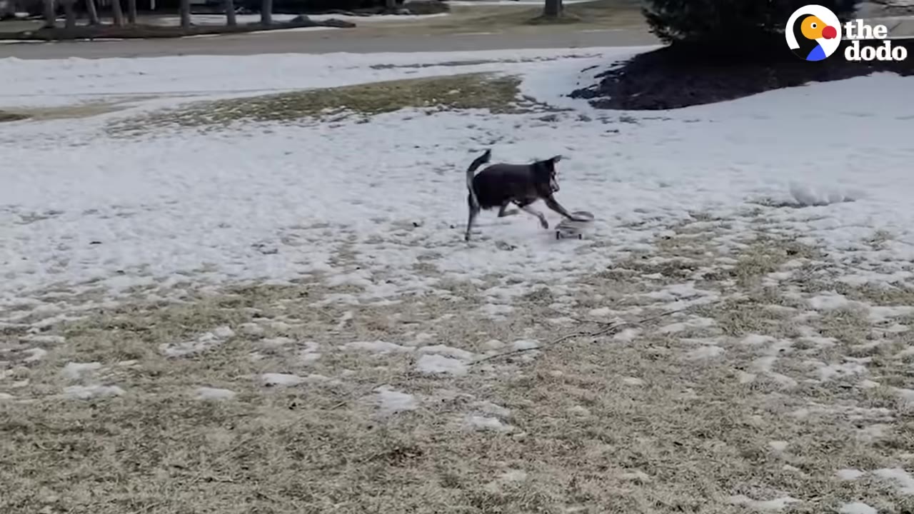 A dog pushing a skateboard across a snowy and grassy yard.