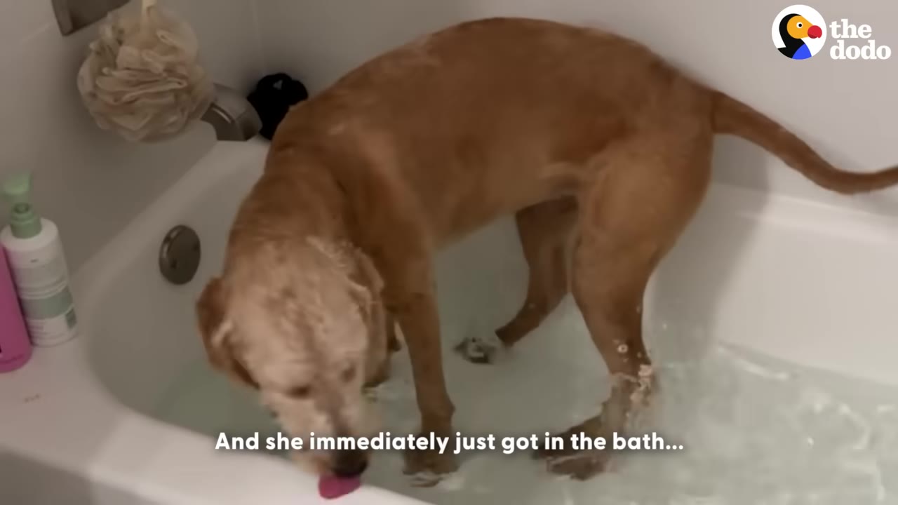 A light brown dog stands inside a white bathtub filled with water.