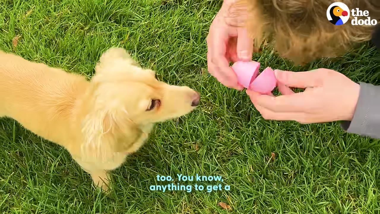 A person's hands opening a pink plastic egg on a grassy lawn as a small golden dachshund puppy watches closely.