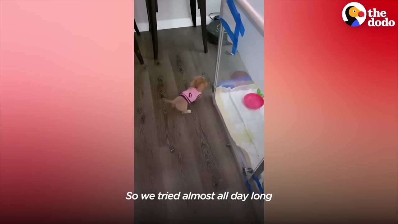 A tiny brown puppy wearing a pink sweater walks on a wooden floor outside of a clear plastic enclosure.
