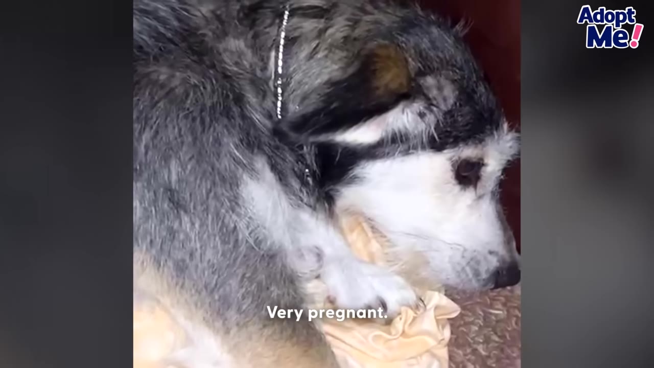 A close-up of a scruffy grey and white dog lying down, with the text 'Very pregnant.' overlaid on the bottom.