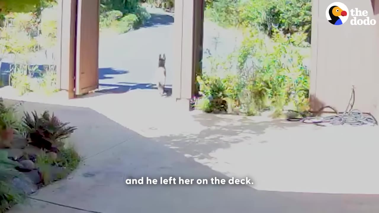 A dog walking through an open gate onto a driveway.