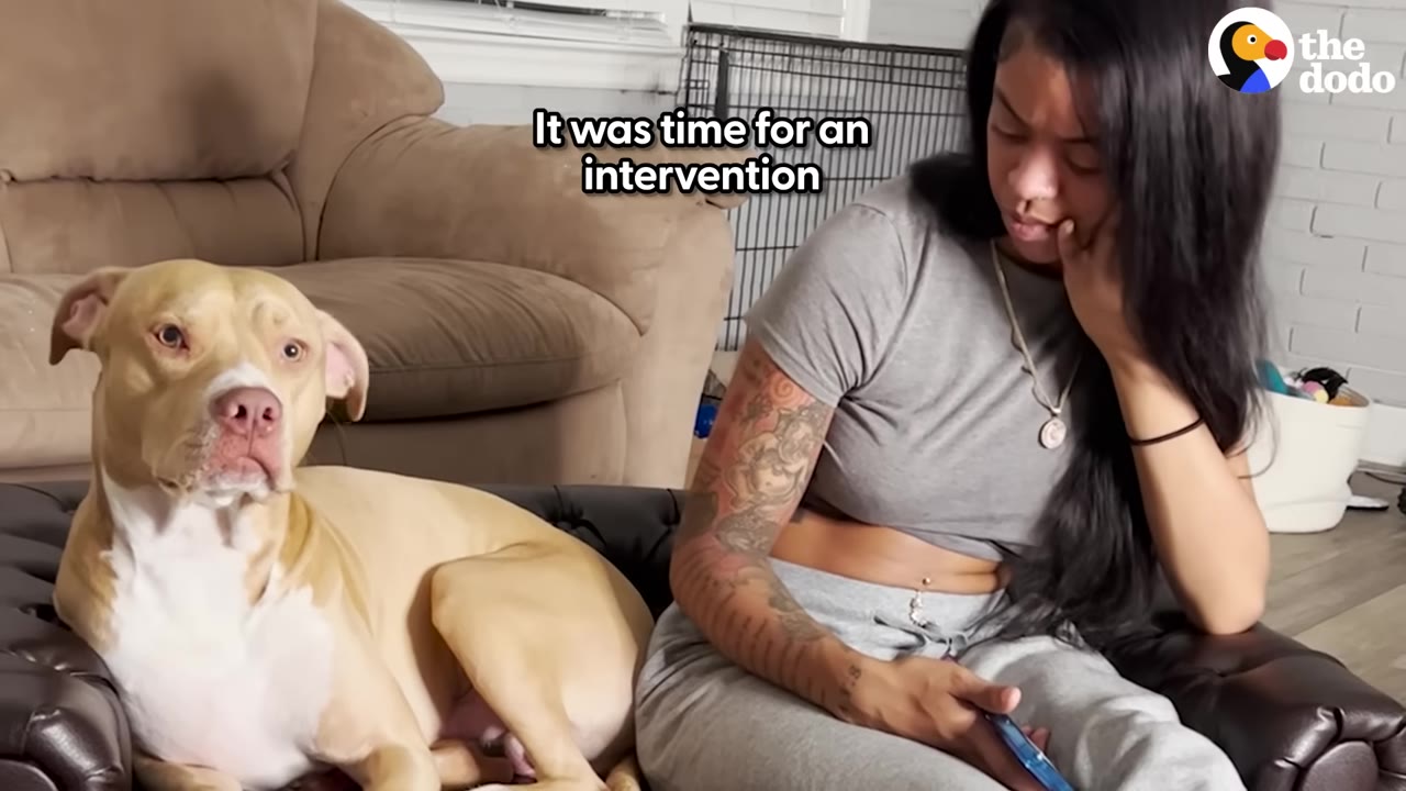 A tan and white pit bull sits on a leather cushion next to a woman with long dark hair and tattoos, with text overlay reading 'It was time for an intervention'.
