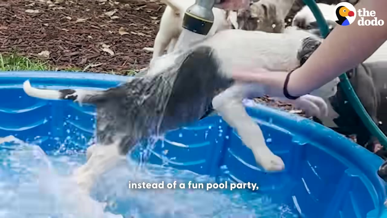 A puppy is held over a blue plastic pool while being sprayed with water from a hose.