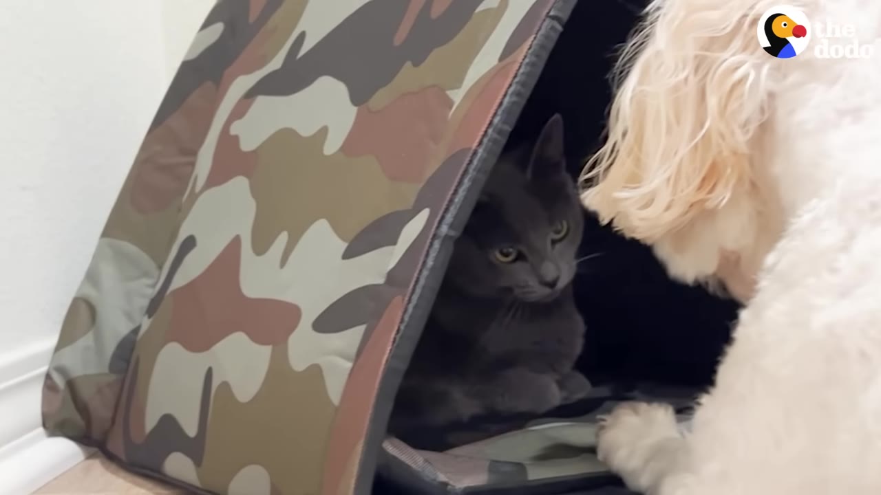 A grey cat sits cautiously inside a camouflage-patterned pet tent indoors, looking out at a fluffy white dog.