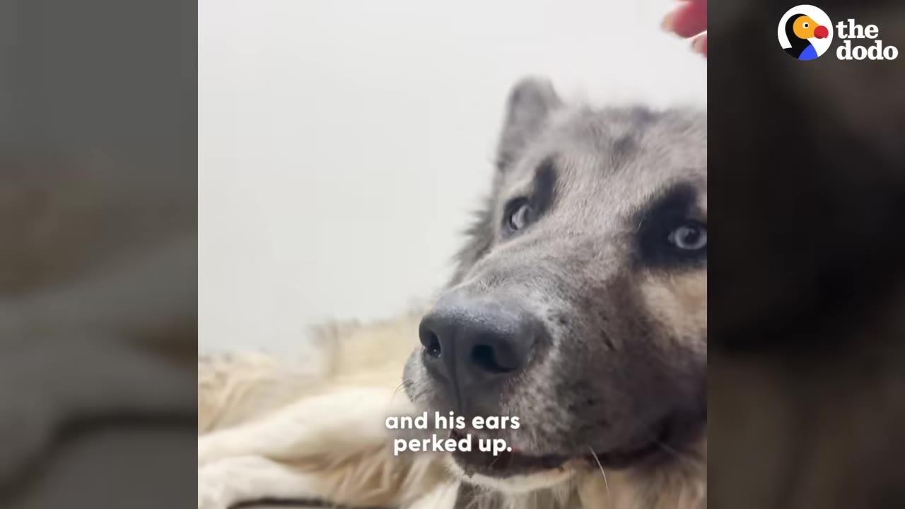 A close-up shot of a fluffy grey dog with blue eyes looking up attentively as a hand gently touches its head.