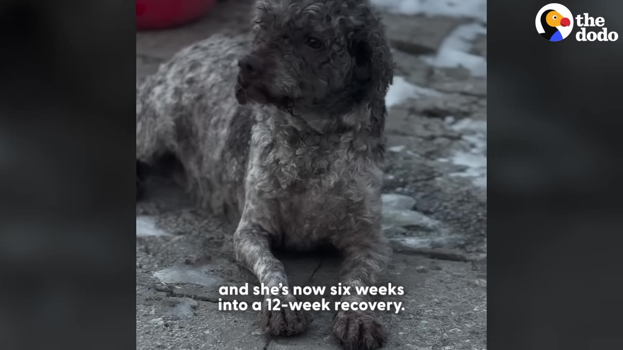 A curly-haired grey dog lying down on a stone surface with patches of snow, looking to the side.