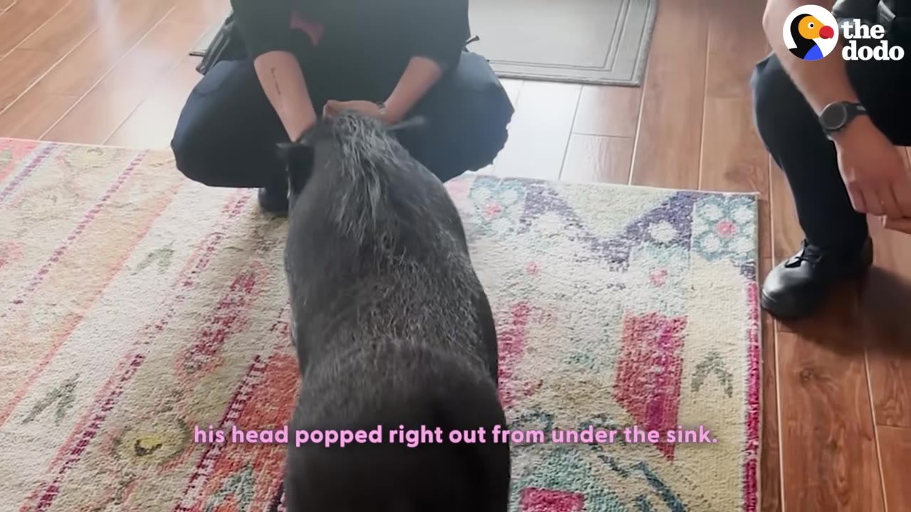 A black pig stands on a colorful patterned rug while a person in uniform crouches down to scratch its head.