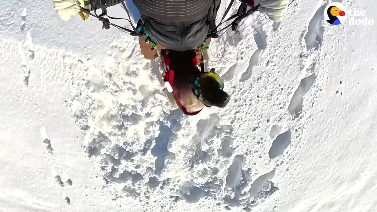 A top-down view of a dog wearing goggles and a red harness standing on snow next to a person's legs.