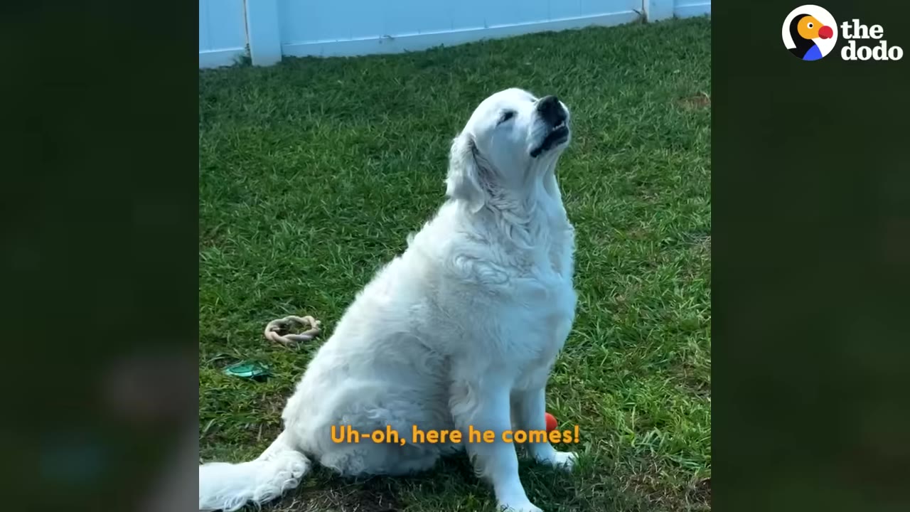 A fluffy white dog sits calmly on green grass, tilting its head up with its eyes closed as if anticipating something.