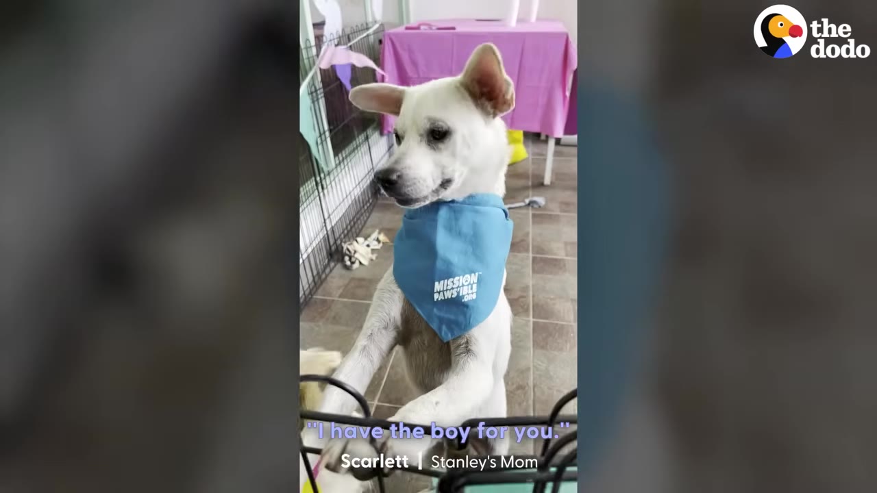 A small white dog wearing a blue bandana stands on his hind legs behind a wire gate at an animal rescue center.