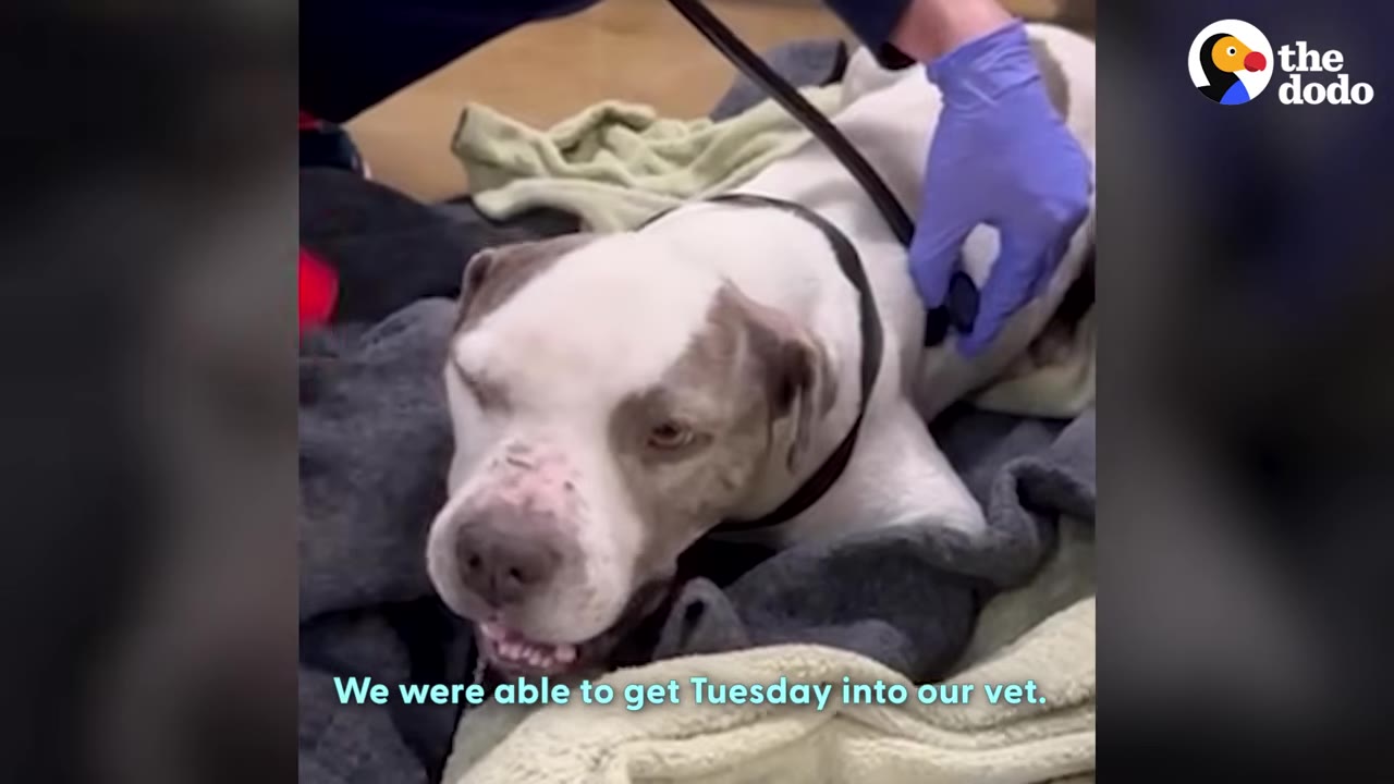 A white and grey dog lies on blankets while a person wearing a purple glove performs a medical examination.
