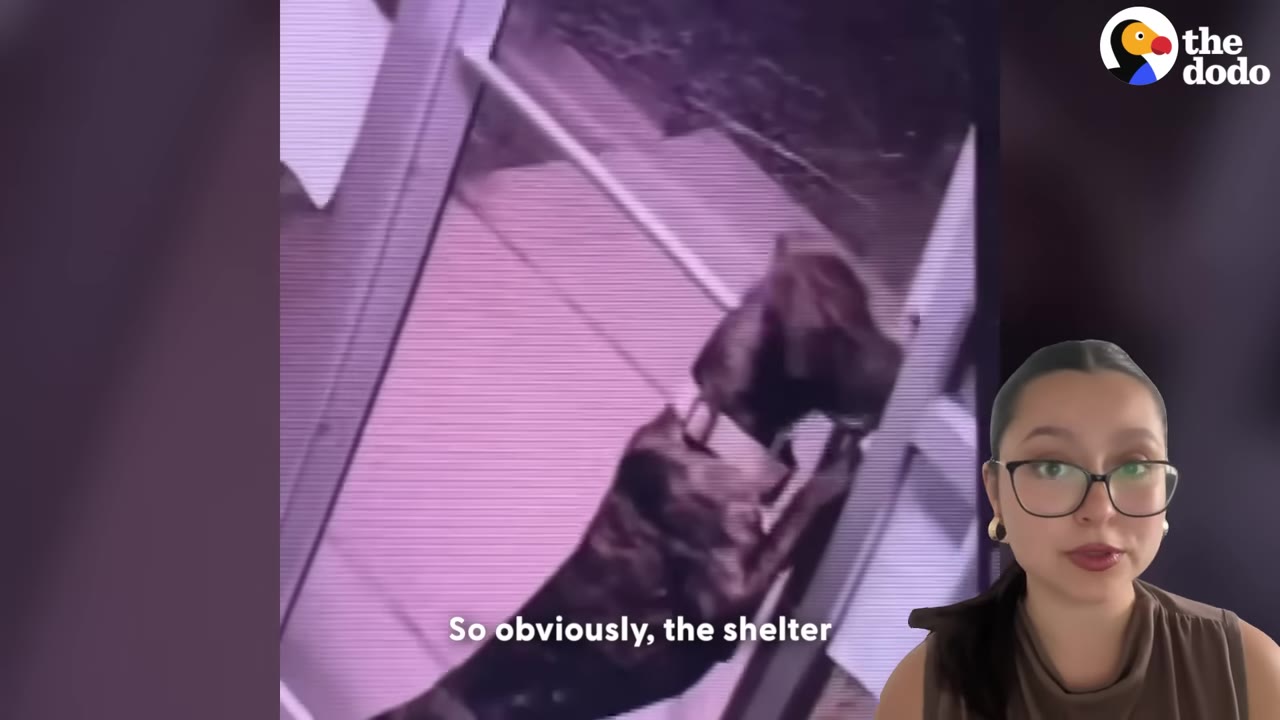 A security camera video frame showing a brindle dog standing on its hind legs by a glass door, with a woman in glasses speaking in the bottom right corner.