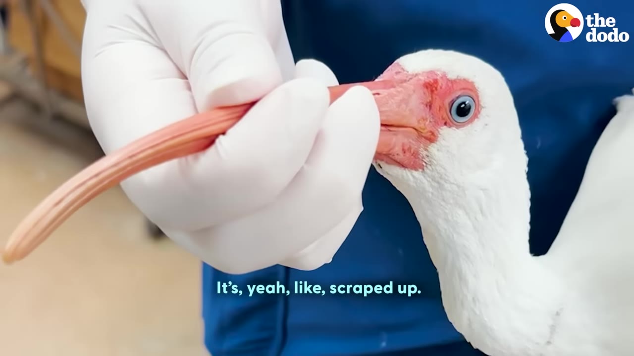 A close-up shot of a white ibis bird with a long pink beak being gently held by a person wearing white gloves.