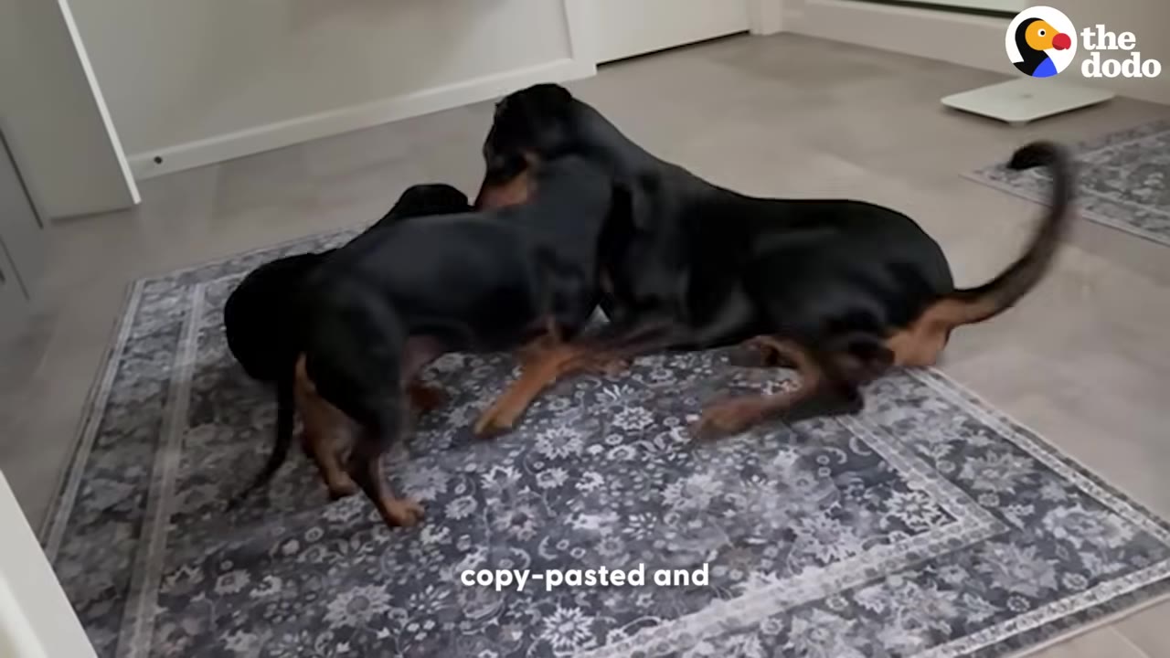 Three black and tan dachshunds playing together on a patterned rug.