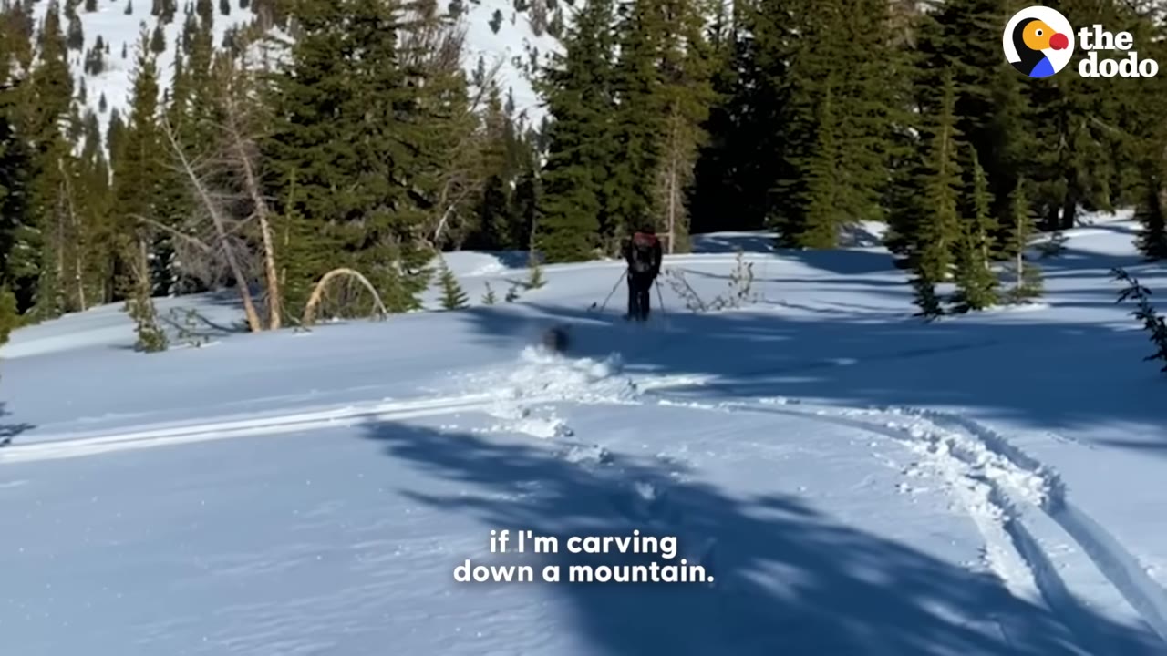 A skier skiing down a snow-covered mountain slope lined with pine trees, with a dog running in the snow behind them.