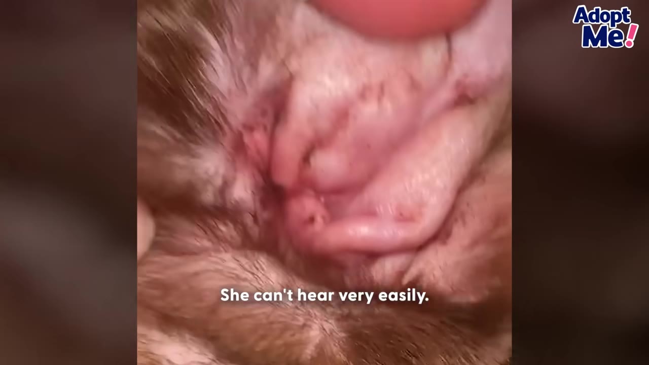 A close-up shot of a dog's ear canal being examined, with text on screen reading 'She can't hear very easily.'