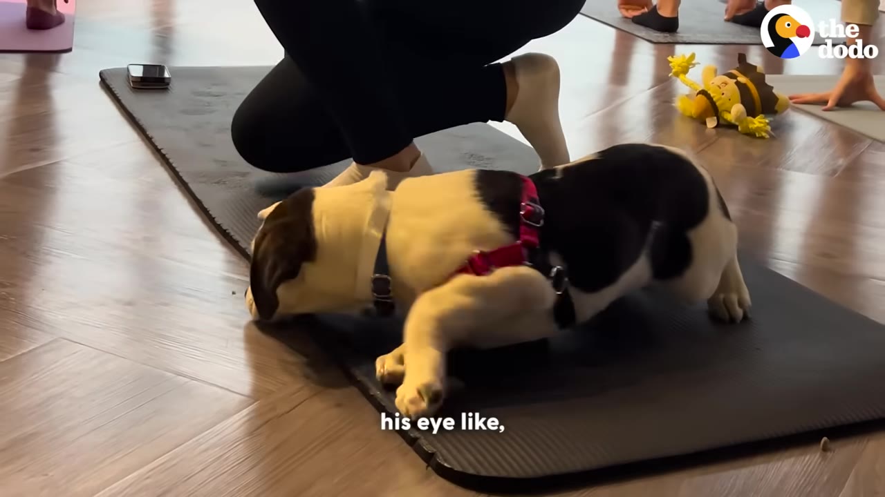 A black and white puppy wearing a red harness stands on a black yoga mat next to a person kneeling.