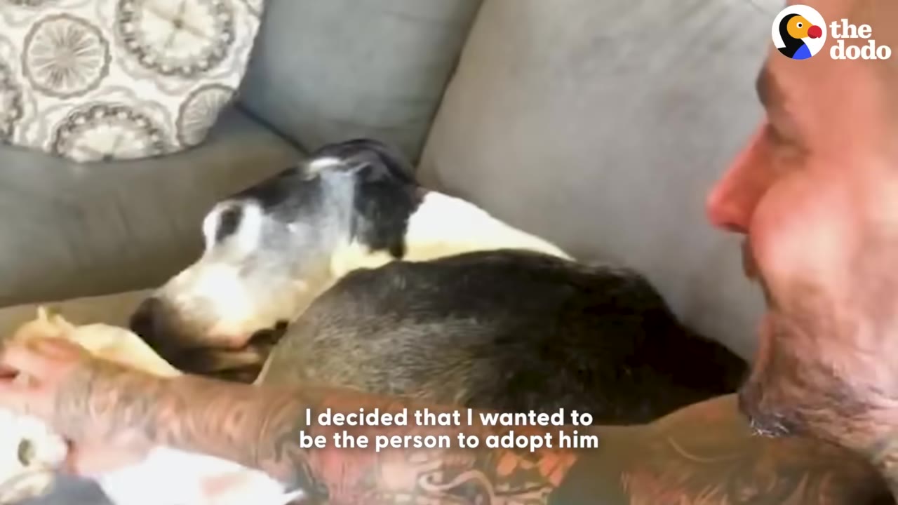 A close-up shot of a black and white dog lying on a gray couch next to a tattooed man who is gently holding the dog's front paws.