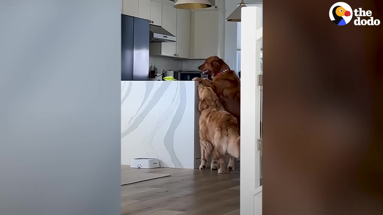 A golden retriever stands on its hind legs to peer over a kitchen counter, while a lighter golden retriever stands right beside it, mimicking the exact same pose.
