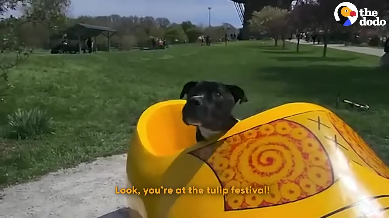 A black dog sits inside a large, decorative yellow wooden shoe in a grassy park.