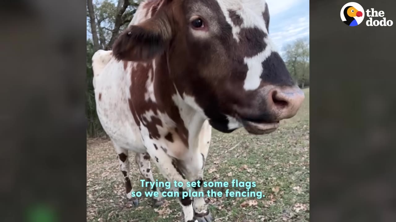 A brown and white cow stands in a grassy field, looking towards the camera.