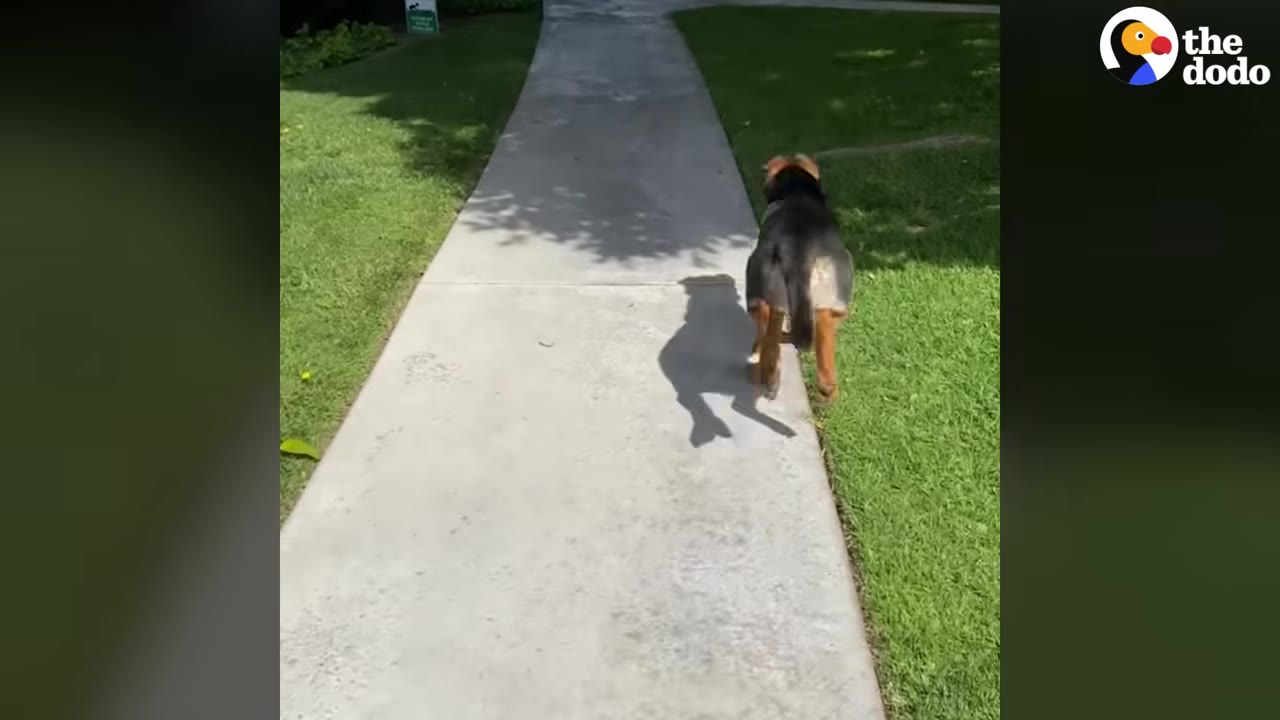 A black and tan dog walks away down a concrete sidewalk bordered by green grass.