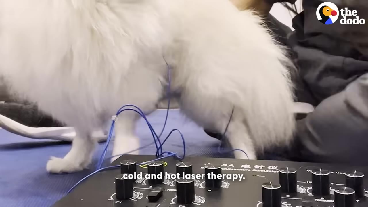 A fluffy white Pomeranian dog stands on a blue mat with blue wires attached to its back, connected to an acupuncture stimulator machine in the foreground.