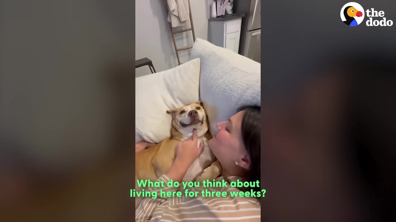 A tan and white dog lies on a couch, smiling widely as a woman gently scratches its chin.