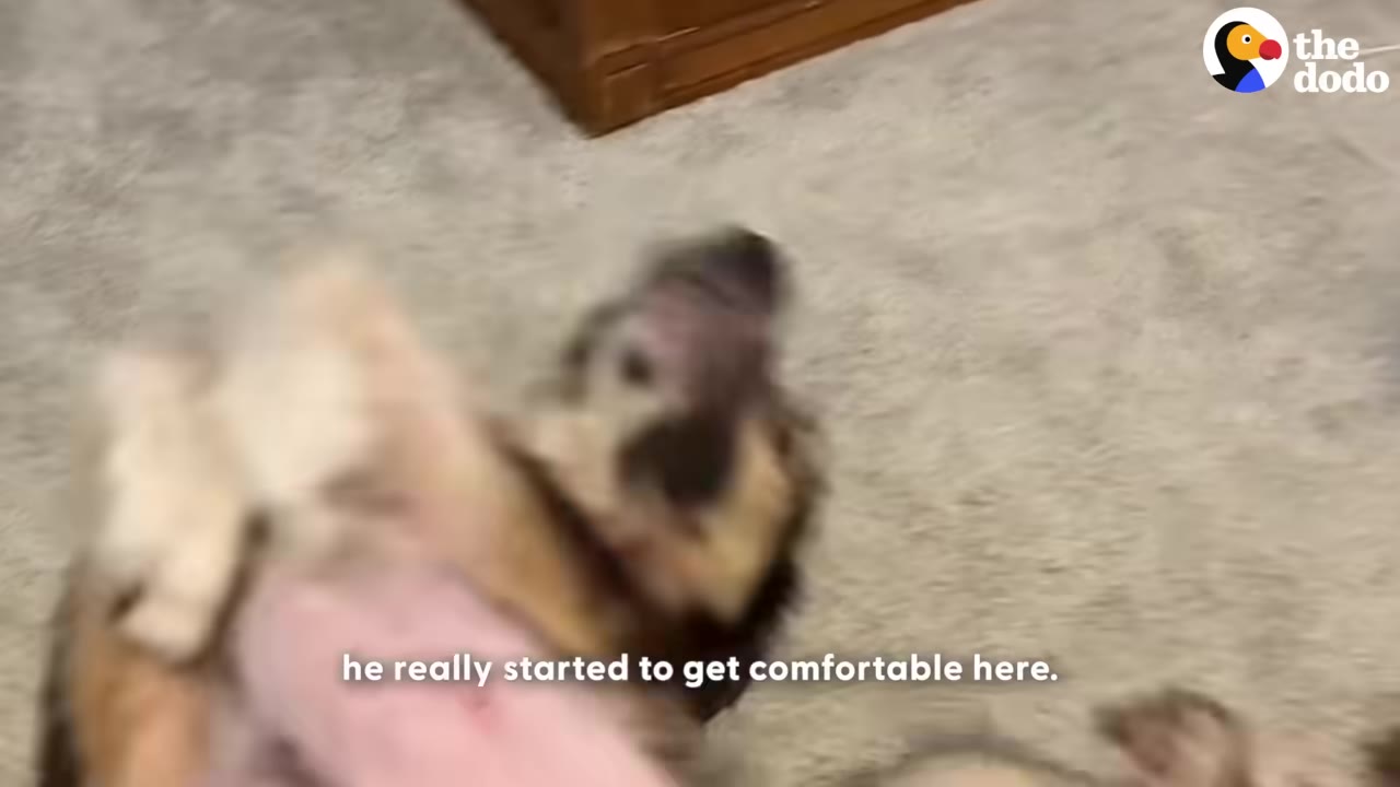 A dog lying on its back on a grey carpet indoors, with text overlay reading 'he really started to get comfortable here.'