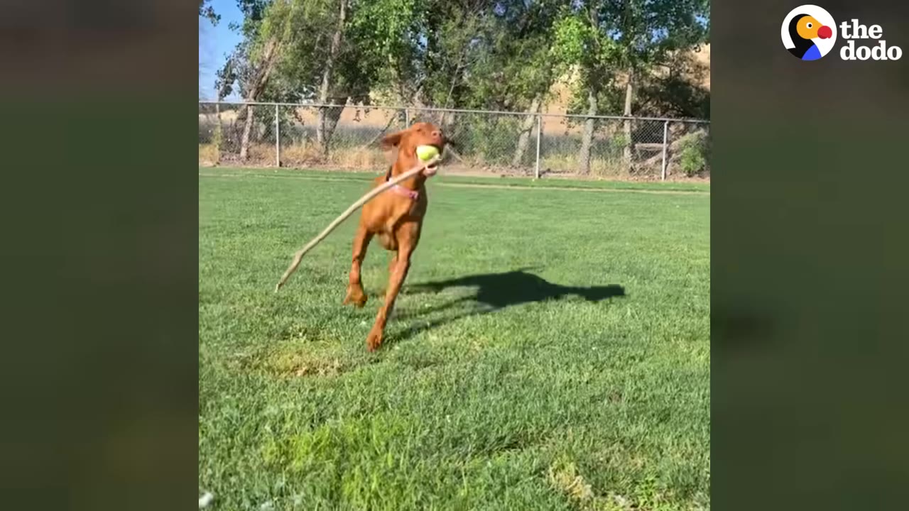 A brown dog runs happily across a grassy field carrying a long stick with a tennis ball balanced on the end in its mouth.